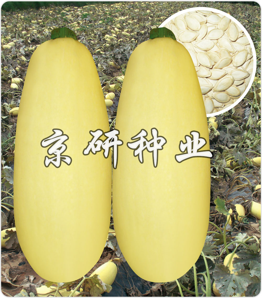 京葫籽豐9號(hào)